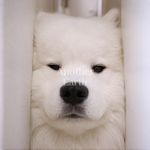 壁に挟まれたサモエド