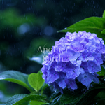梅雨の風景