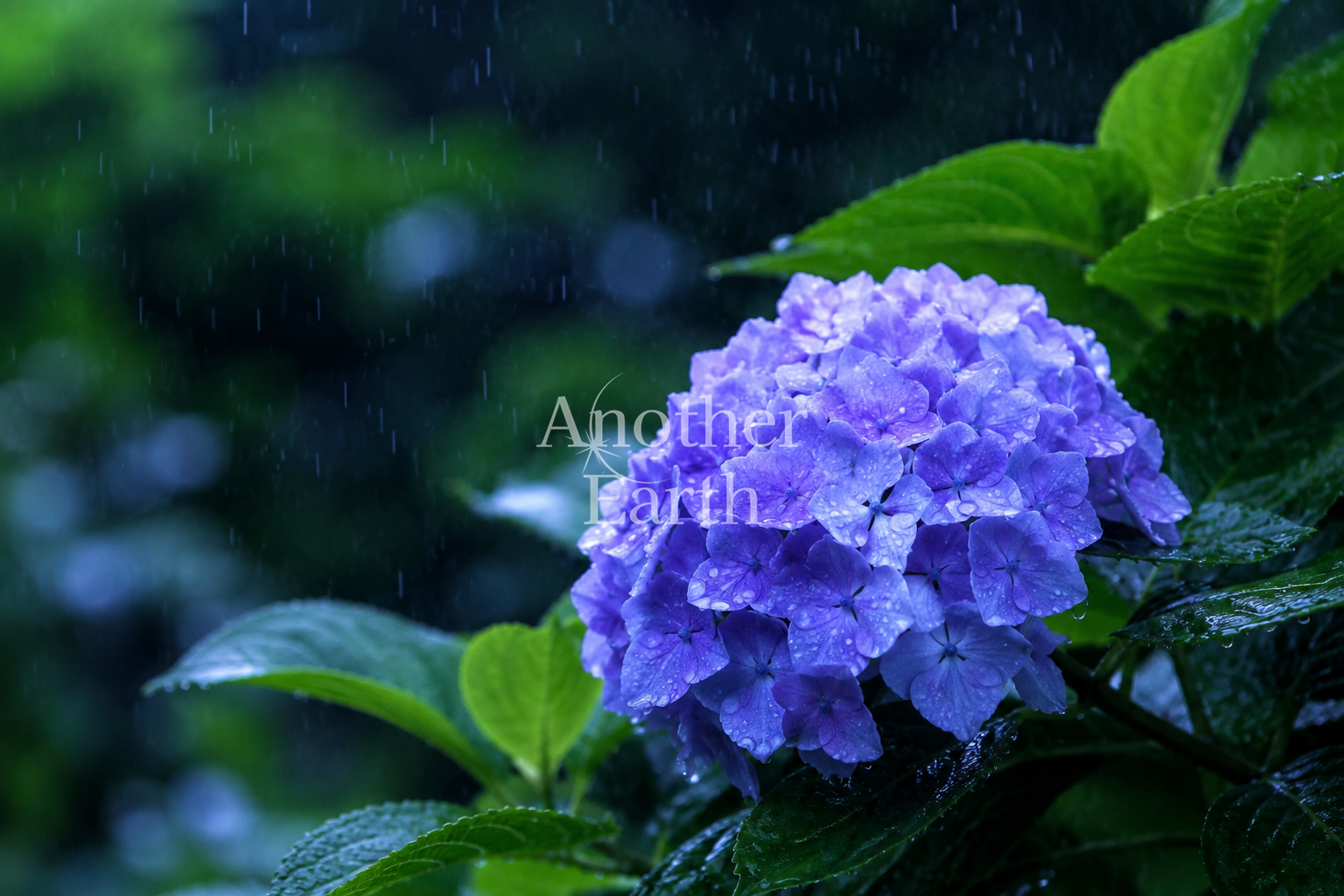梅雨の風景