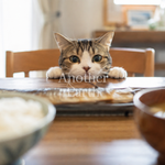 食卓から覗く猫